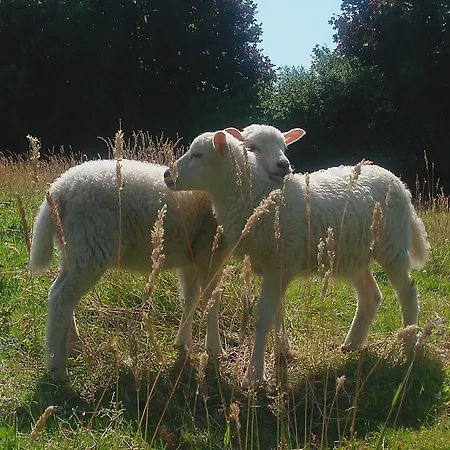 Semesterbostad Lueke *